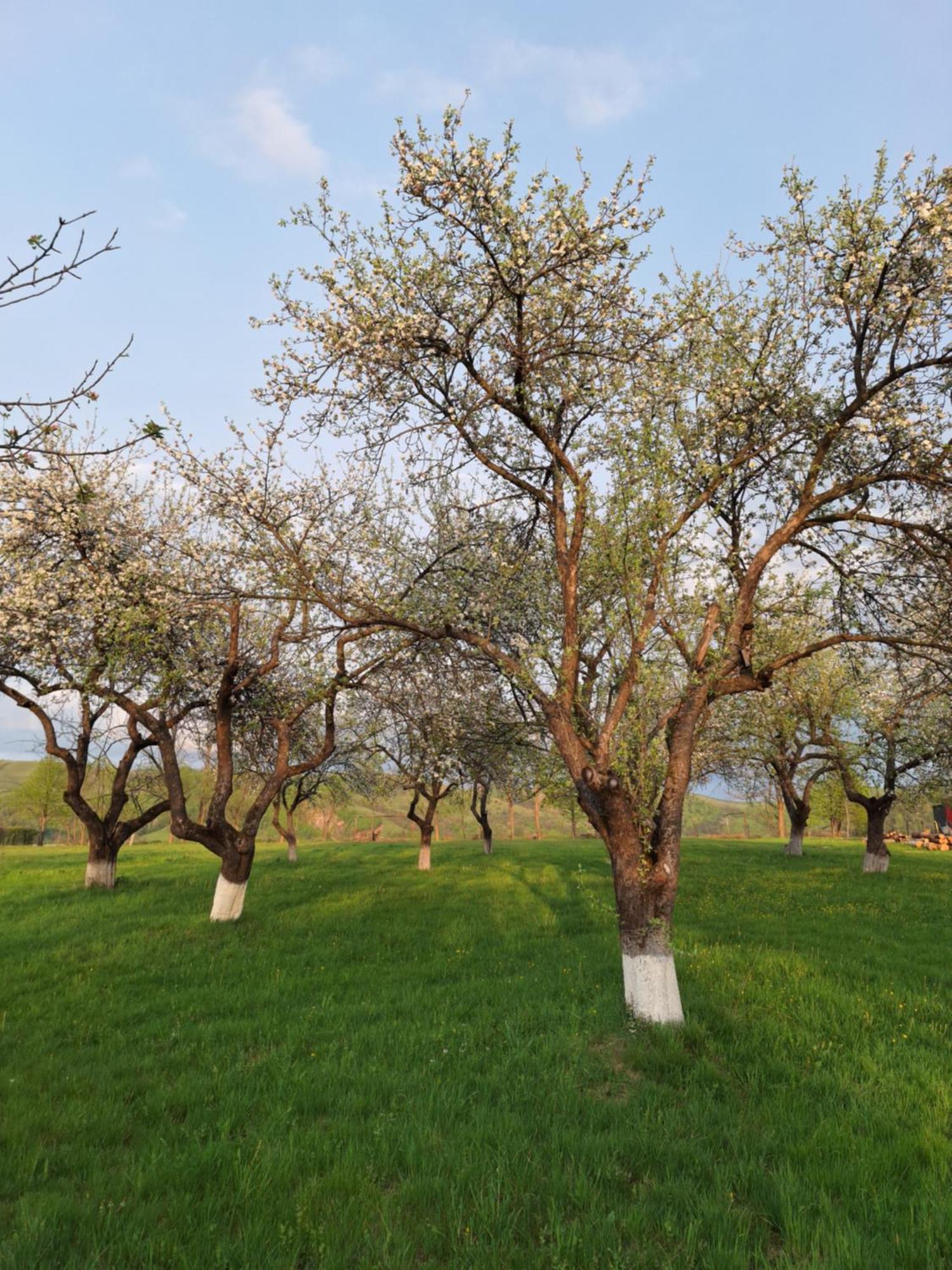 Pensiunea Agroturistica Ica Valea Drăganului エクステリア 写真